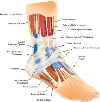 Ankle Sprain Diagram
