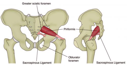 Anatomy of the Piriformis Muscle - El Paso Chiropractor