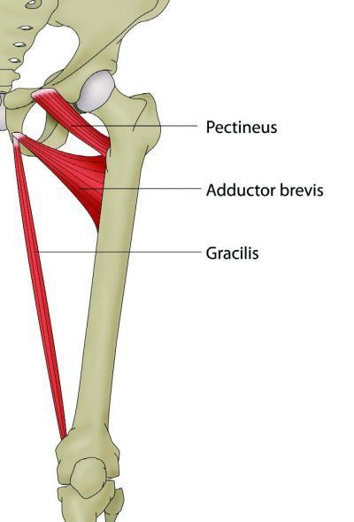 Adductor Anatomy of Pubic Rami Diagram - El Paso Chiropractor