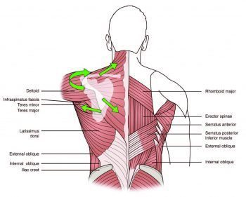 Anatomical Lines of Action for the Trapezius - El Paso Chiropractor