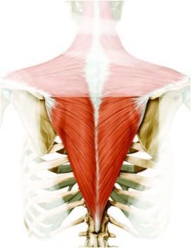 Anatomy of the Lower Trapezius