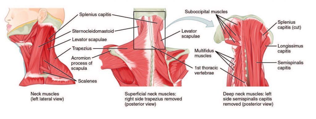 Cervical Musculature Diagram - Chiropractor El Paso