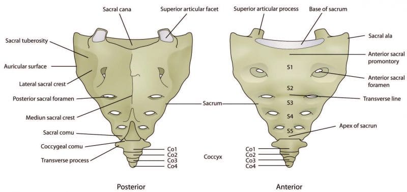 Structure of the Sacrum Diagram - El Paso Chiropractor