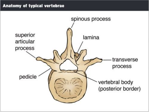 Anatomy of Typical Vertebrae - El Paso Chiropractor
