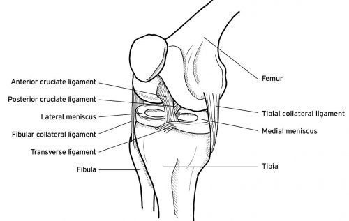 Vista anterior de la rodilla derecha - El Paso Quiropráctico