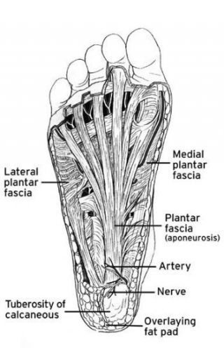 Plantar Fascia Anatomy Diagram - El Paso Chiropractor