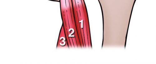 Hamstring Heads Anatomy Diagram - El Paso Chiropractor