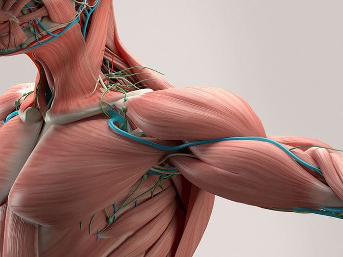 human anatomy shoulder muscle arteries