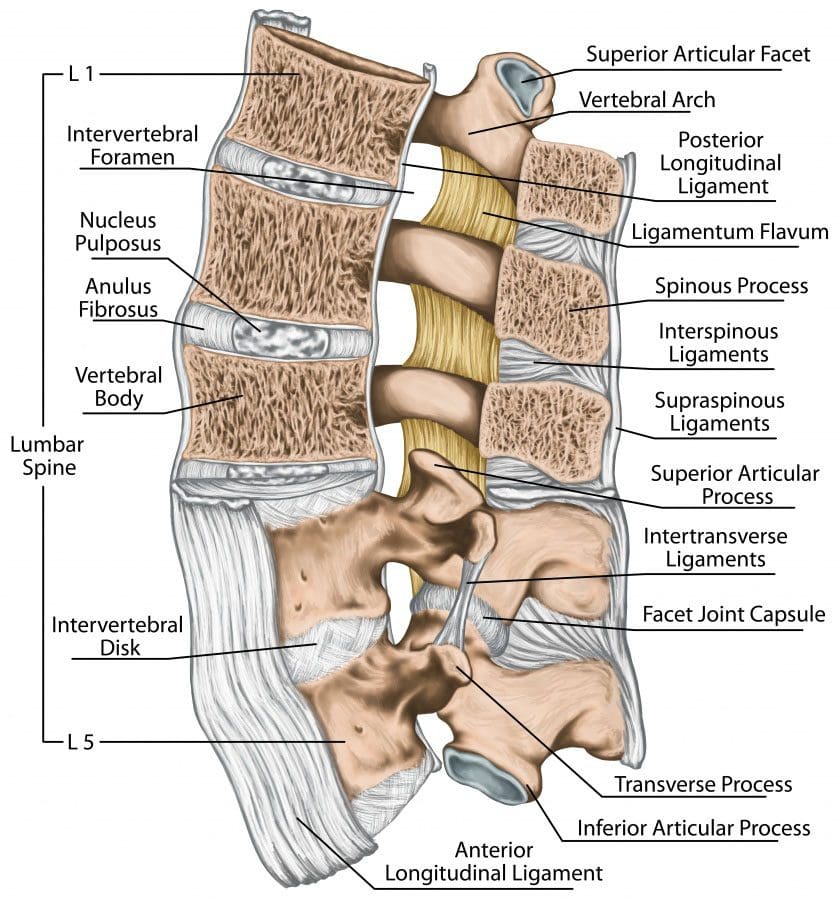 11860 Vista Del Sol, Ste. 128 Anatomy of the Lumbar Spine El Paso, Texas