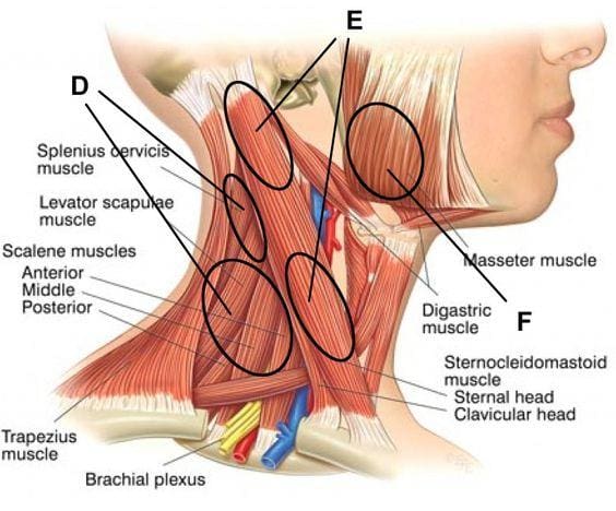 11860 Vista Del Sol, Ste. 126 Symptoms of Upper Cervical Disorders El Paso, TX.