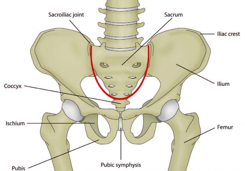 Blog Image Anatomía de la pelvis y distribución de la fuerza e