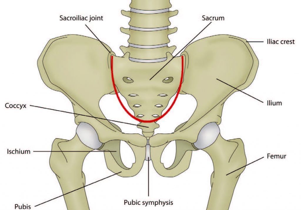 Blog Image Anatomy of Pelvis and Force Distribution e