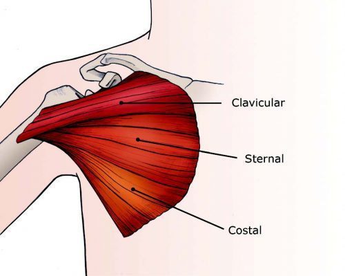 Diagram Pectorali Major pectoralis major ruptures in athletes el paso Diagram Pectorali Major pectoralis major ruptures in athletes el paso