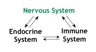 blog illustration of the nervous system pointing to the endocrine system and immune system