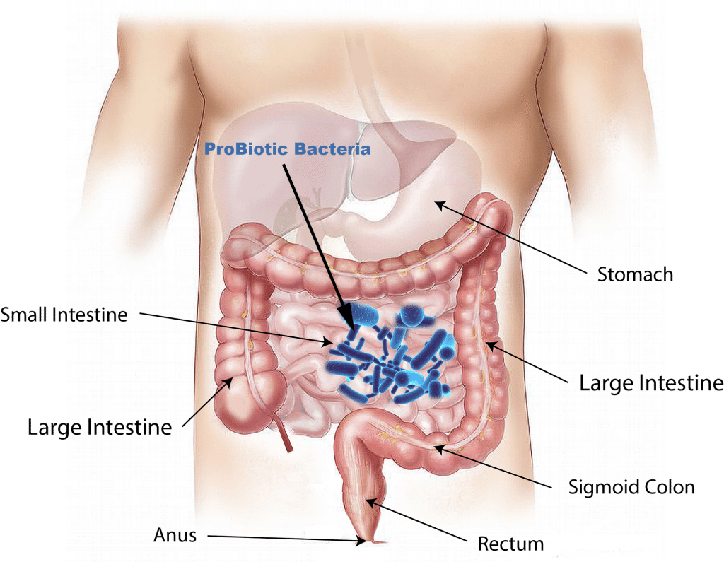 blog picture of the abdomen with probiotic in the stomach