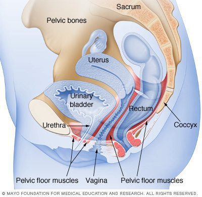 blog illustration of anatomical see through of the pelvis