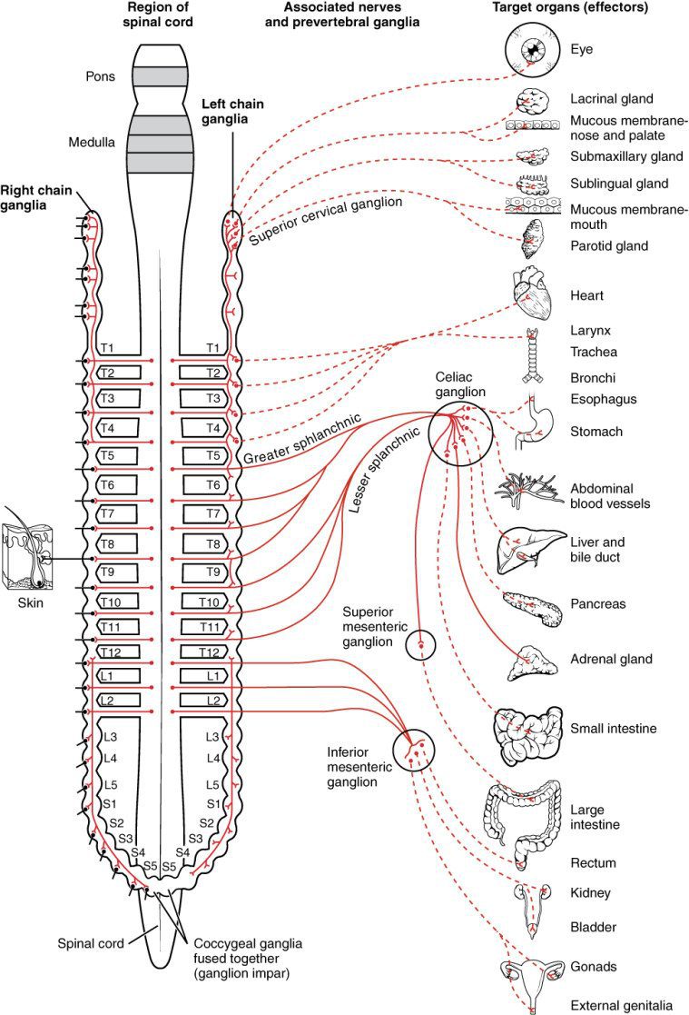 1501_Connections_of_the_Sympathetic_Nervous_System