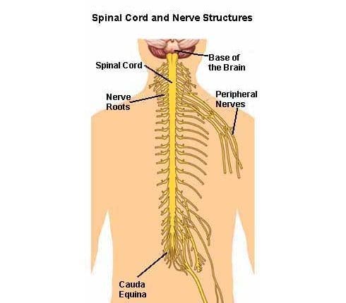 spine cord BB