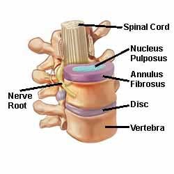 Anatomía de los discos intervertebrales - El Paso Chiropractor