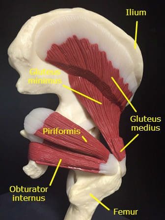 PiriformisSyndromeImage ElPasoChiropraticien