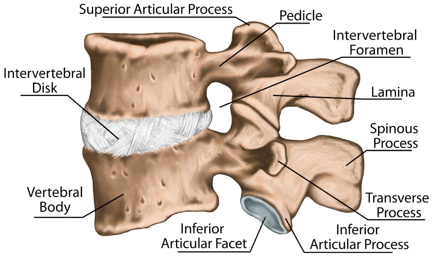 tercera y cuarta vértebras lumbares vértebra lumbar columna lumbar hueso vertebral