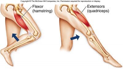 Hamstring Function - El Paso Chiropractor