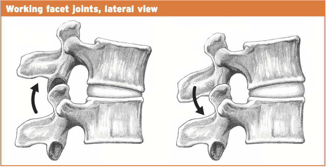 working facet joints