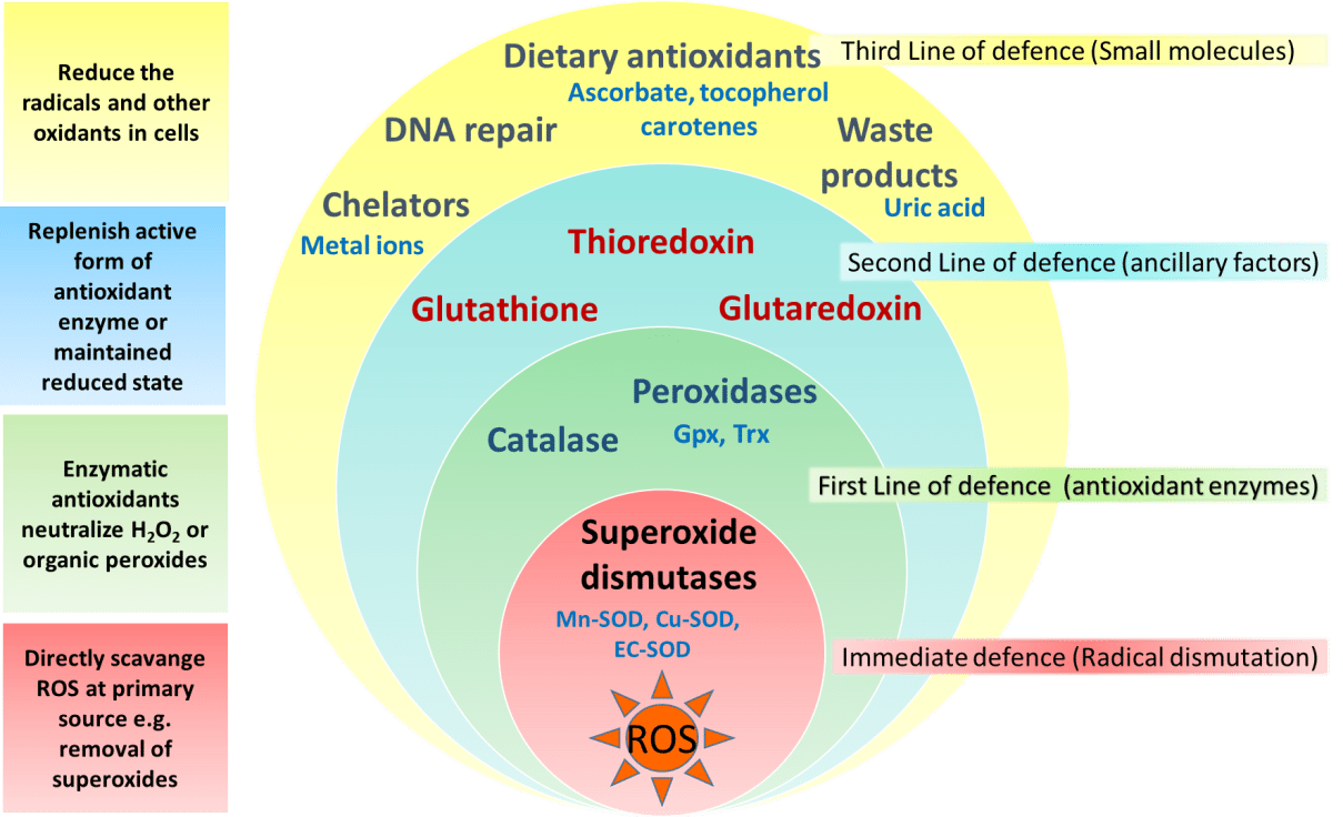 ergogenic Antioxidant Info