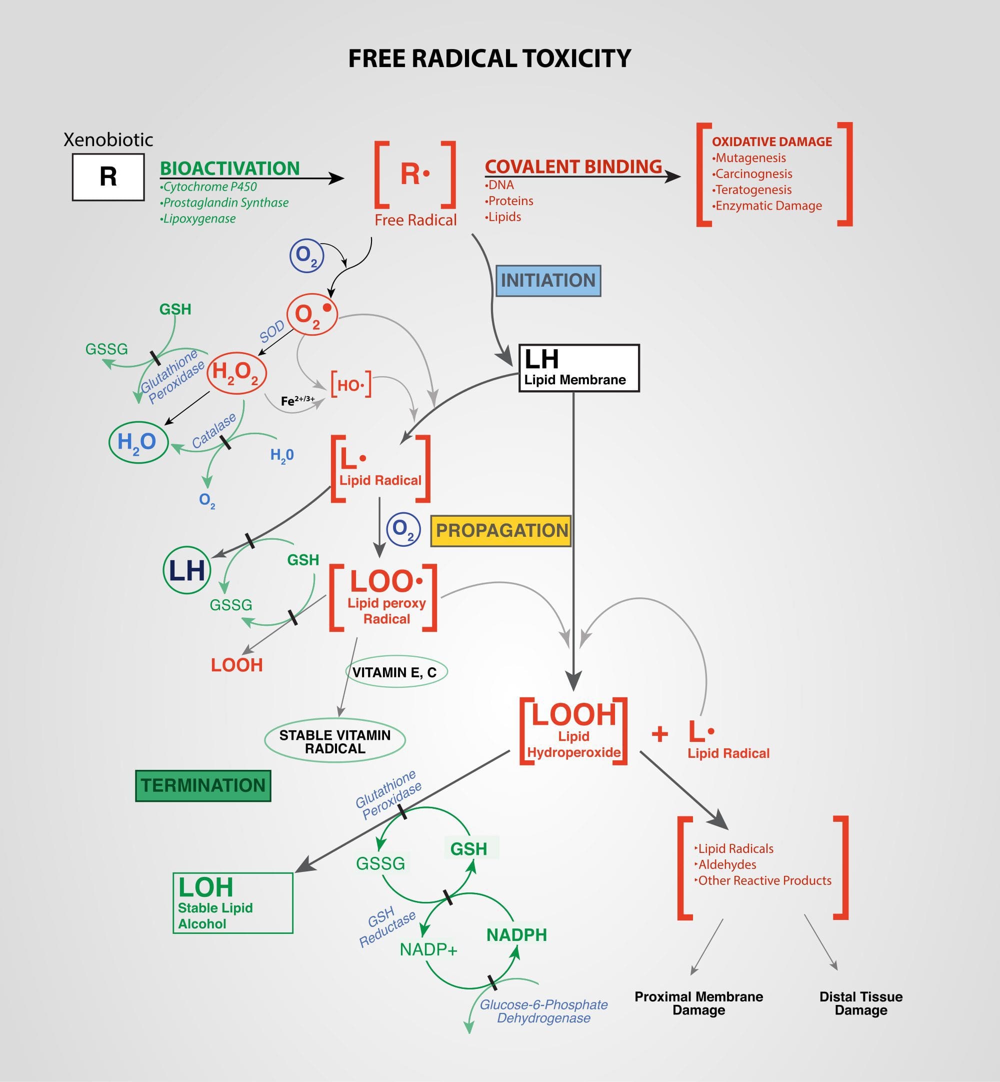 medicina funzionale