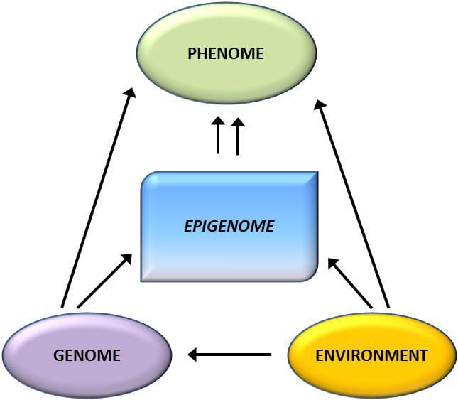 Genotype Epigenome