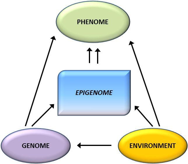 Genotipo epigenoma