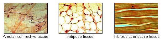 connective tissues