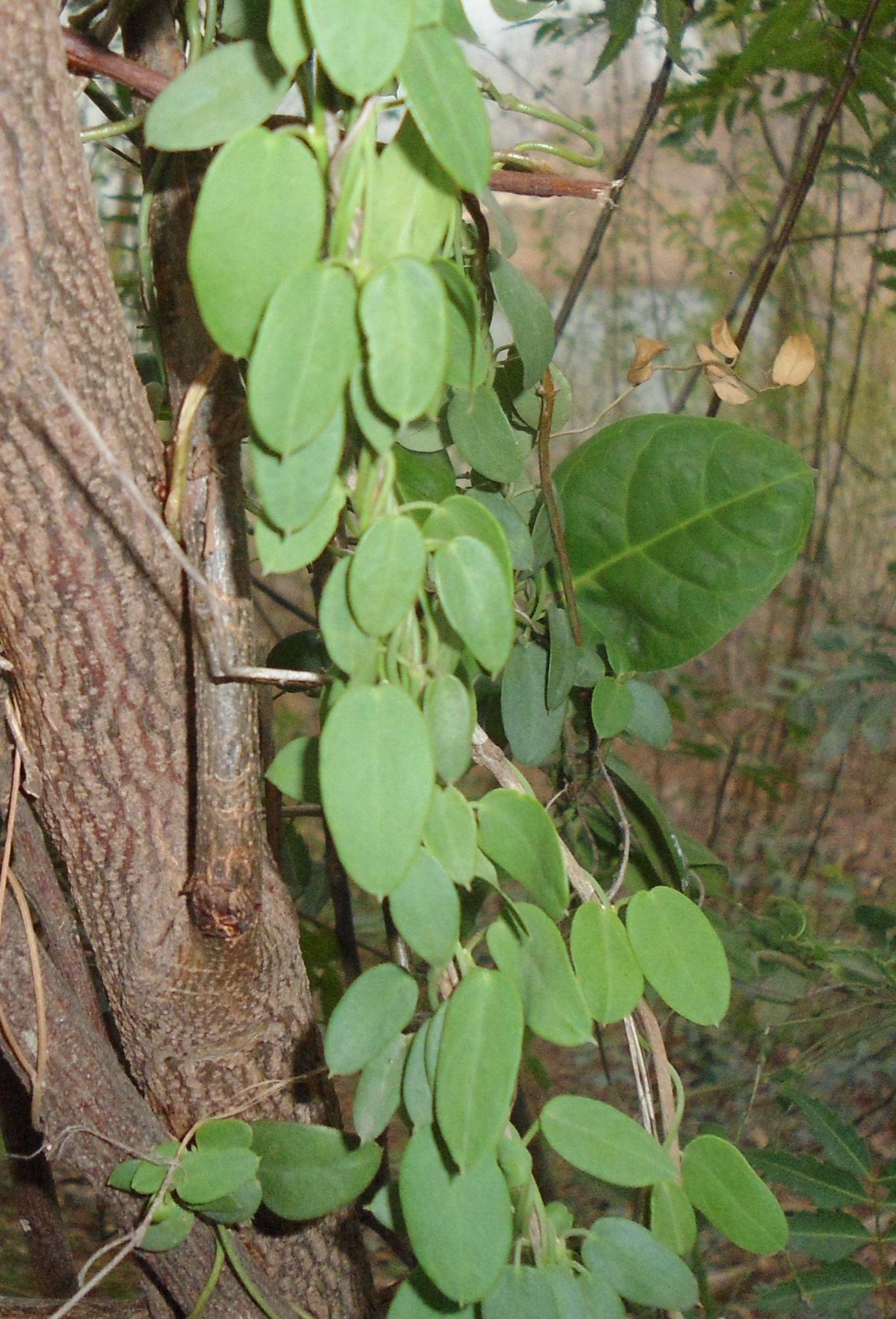 מטבולי Gymnema sylvestre צמחי מרפא