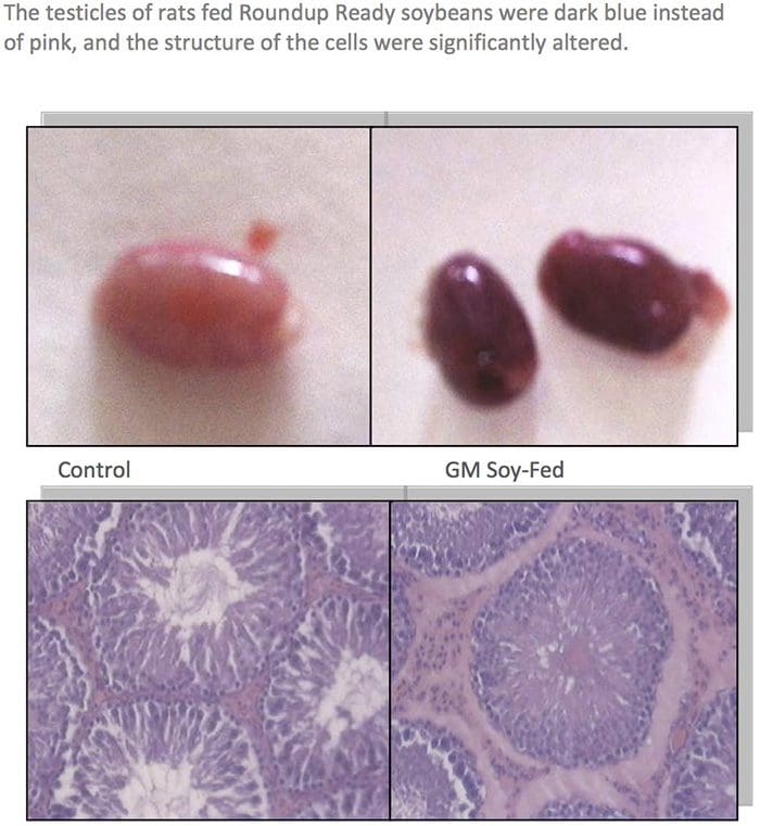 Testicoli dei mucchi degli OGM