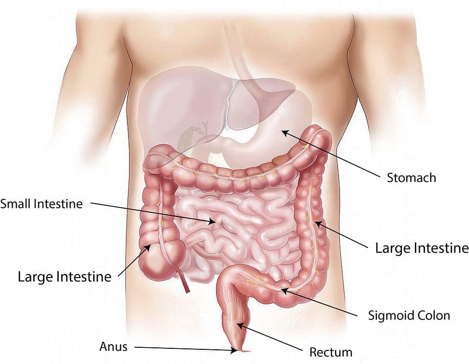 gmos digestive abdomen
