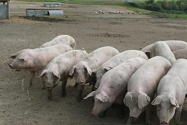 gmos pigs