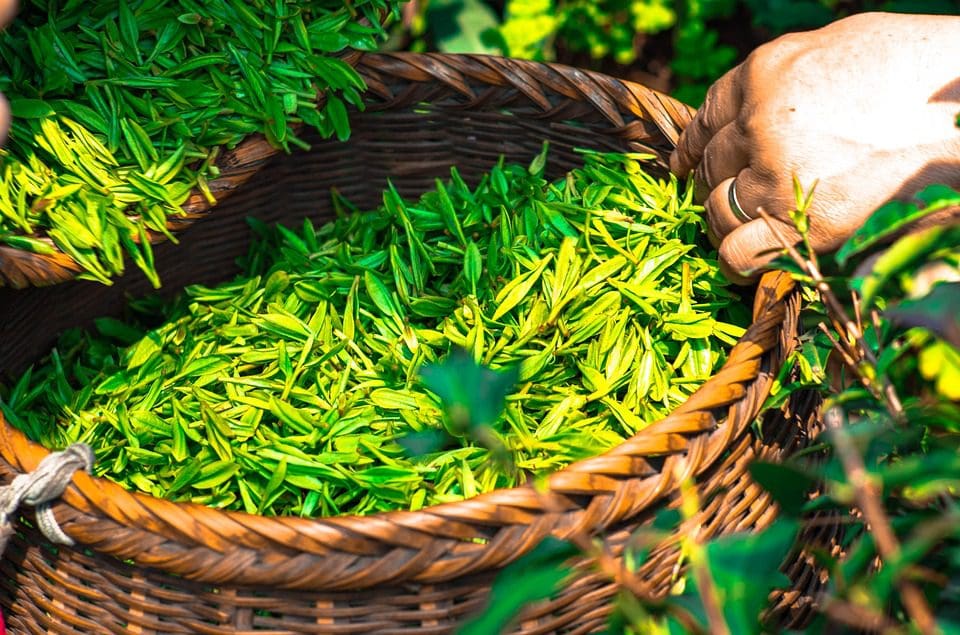 dietary tea leaves Catechins