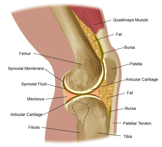 la rodilla