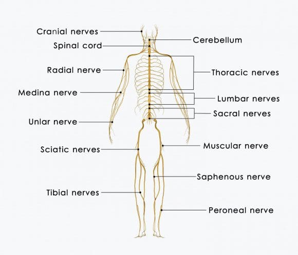 11860 Vista Del Sol, Ste. 128 incidenti automobilistici causati dalla Sciatica con tempo di frenata ritardato Parte 2