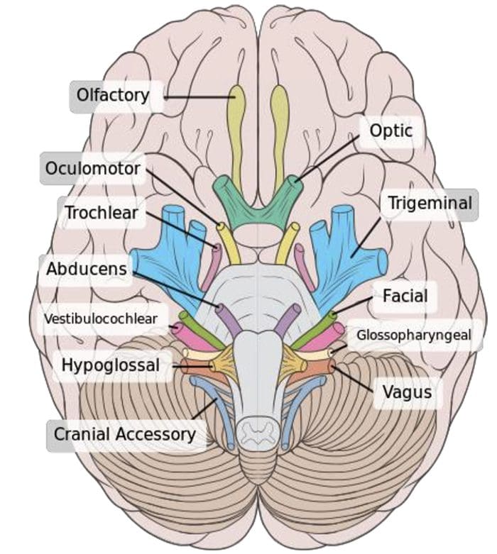cranial el paso tx.