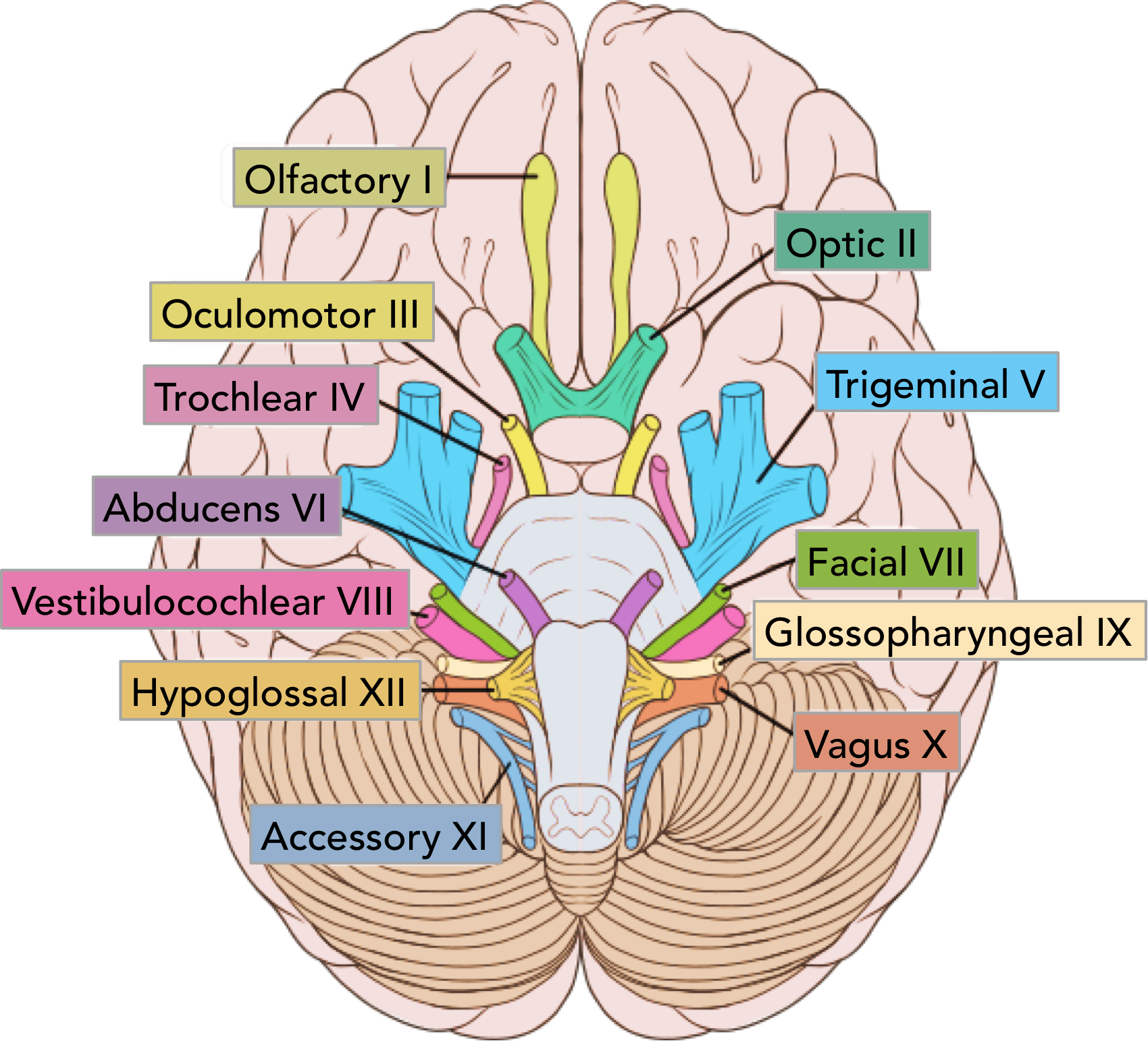 Cranial-Nerves-Diagram-1-1.png