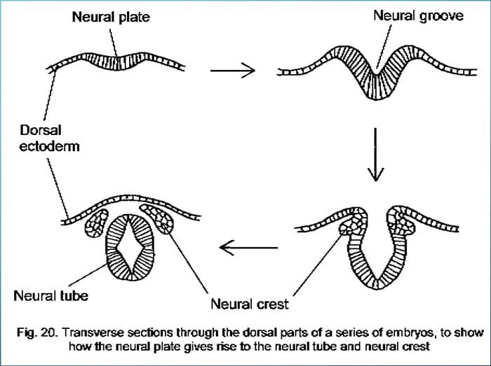 neuroembryology el paso tx.