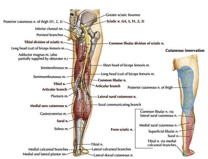 11860 Vista Del Sol, Ste. 128 incidenti automobilistici causati dalla Sciatica con tempo di frenata ritardato Parte 2