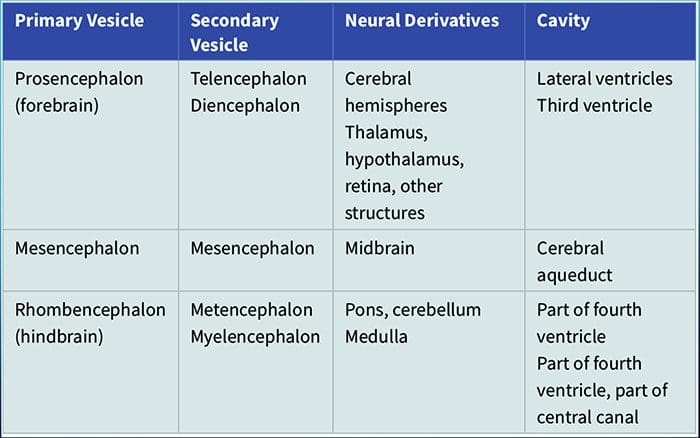 neuroembryology el paso tx.