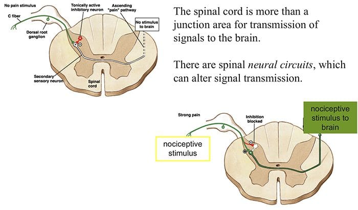 neurophysiology el paso tx.