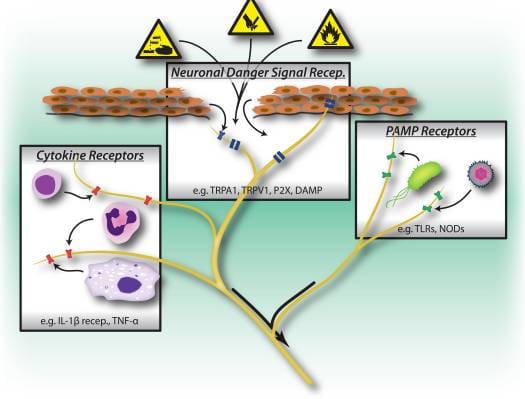 Figure-1-Activation-Triggers-of-the-Peripheral-Nervous-System.jpg