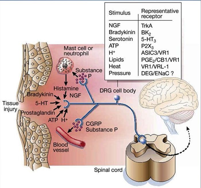 biochemistry of pain el paso tx.