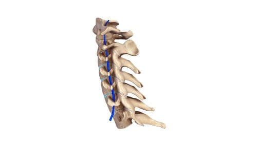 cervical spine and chiropractic care el paso, tx.