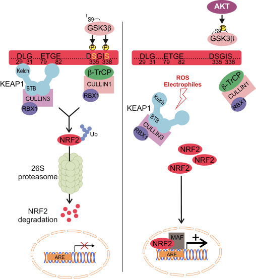 Verständnis von Nrf2 und dessen Auswirkungen auf neurodegenerative Erkrankungen