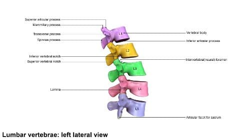 the lumbar spine chiropractic care el paso tx.